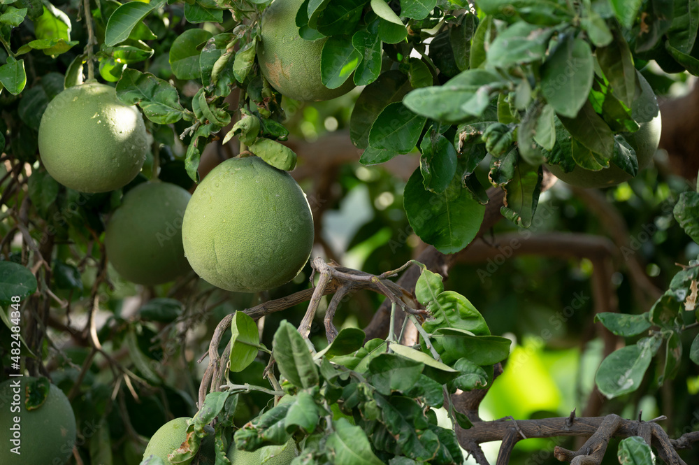 Big round pomelo citrus fruits hanging on trees on pomelo plantations Big round pomelo citrus fruits hanging on trees on pomelo plantations