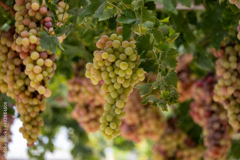 Bunches of white-pink sweet seedless table grapes ripening on vineyars of Cyprus Bunches of white-pink sweet seedless table grapes ripening on vineyars of Cyprus