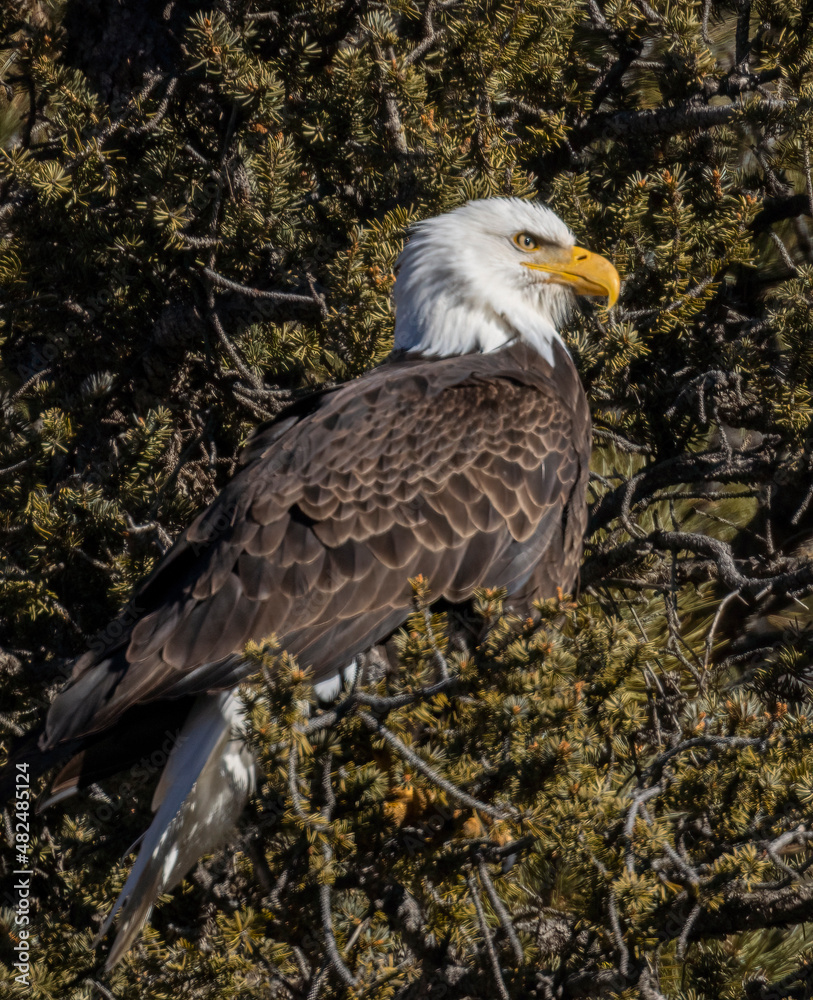 Fototapeta premium Bald Eagle in Eleven Mile Canyon