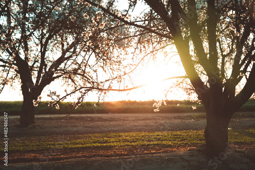 Almond Orchard Full Bloom