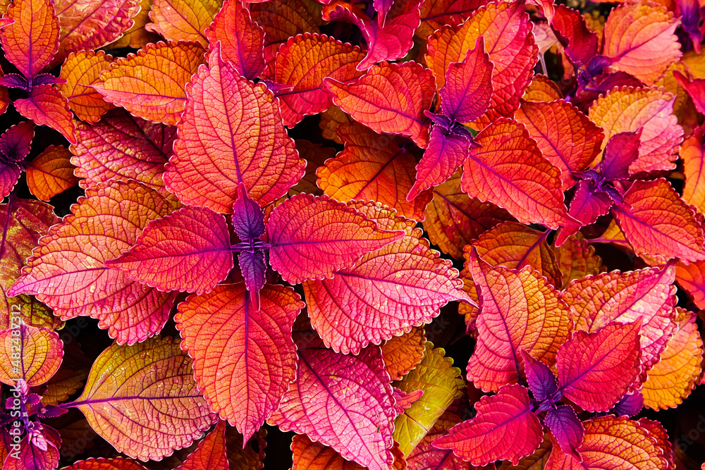 Close up of red leaves of coleus plants Close up of red leaves of coleus plants