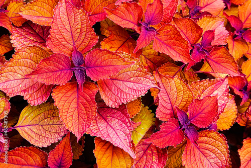 Close up of red leaves of coleus plants