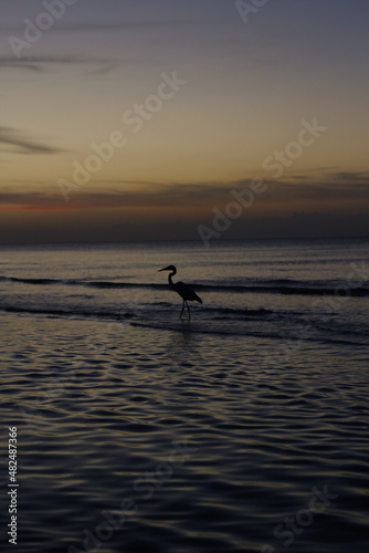 Heron at the sunset © Michelle Olmedo