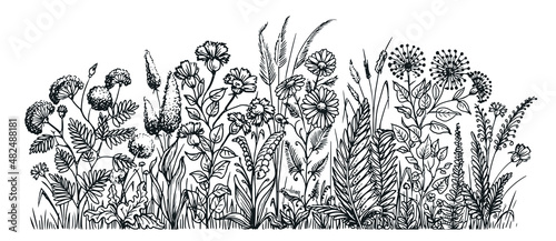 Flowers and herbs. Vintage meadow grass and plants sketch. Hand drawn vector illustration