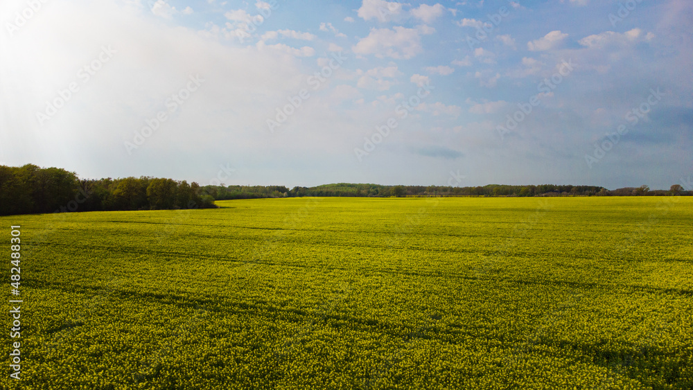 Fototapeta premium Aerial view of field of rapeseed and sky. Yellow blossom rapeseed flower field and agriculture landscape. Photo taken in Skåne, Sweden.