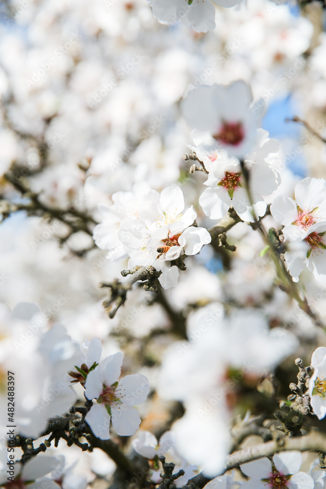 Almond Orchard Full Bloom Almond Orchard Full Bloom