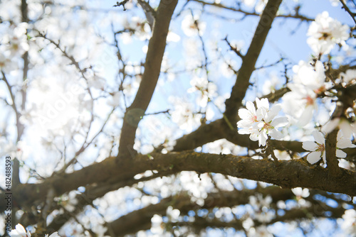 Almond Orchard Full Bloom © Jake