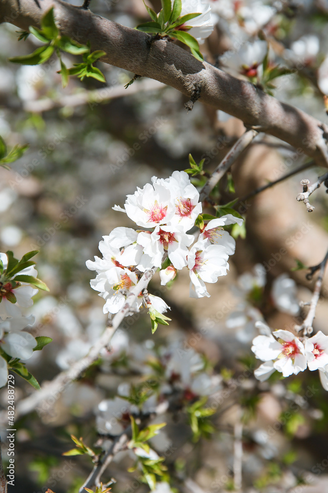 Almond Orchard Full Bloom Almond Orchard Full Bloom