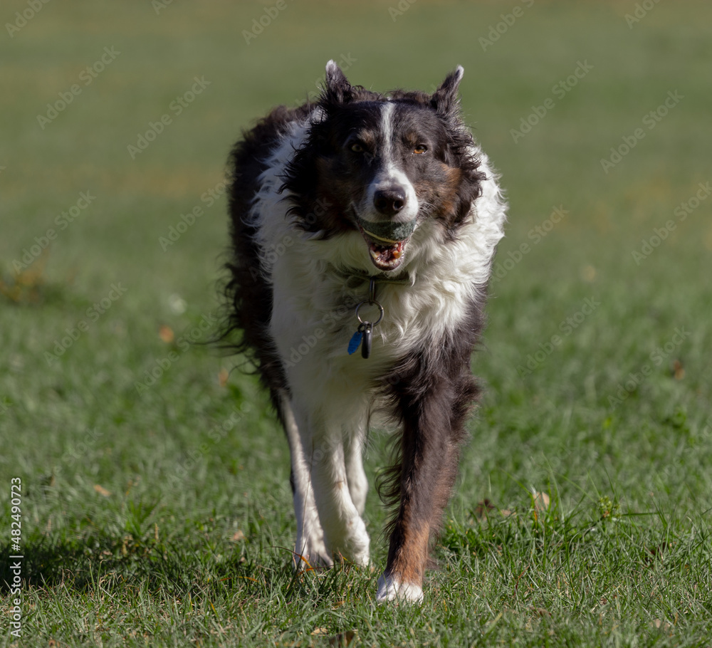 Border Collie, black and white dog with a tennis ball