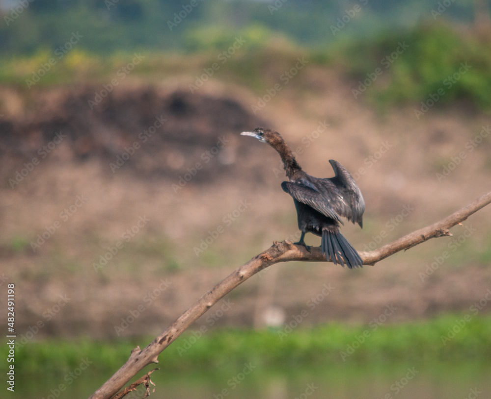 Fototapeta premium Birds