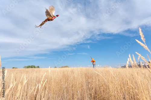 Murais de parede An adult male (upland game) pheasant hunter shooting at a flying (ring-necked)  pheasant