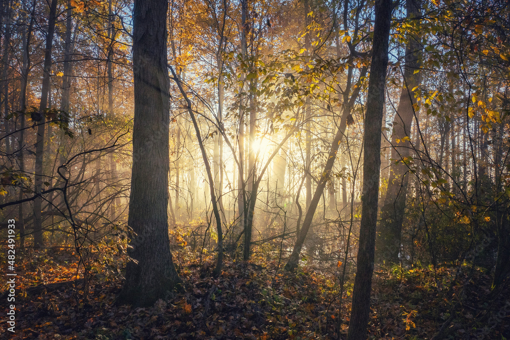 morning in the forest