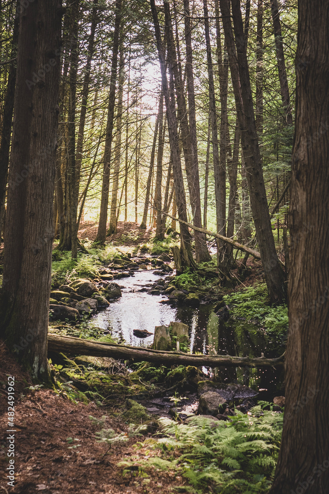 Fototapeta premium path in the forest
