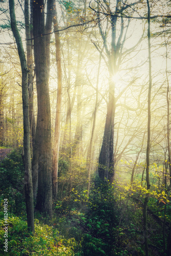 morning in the forest