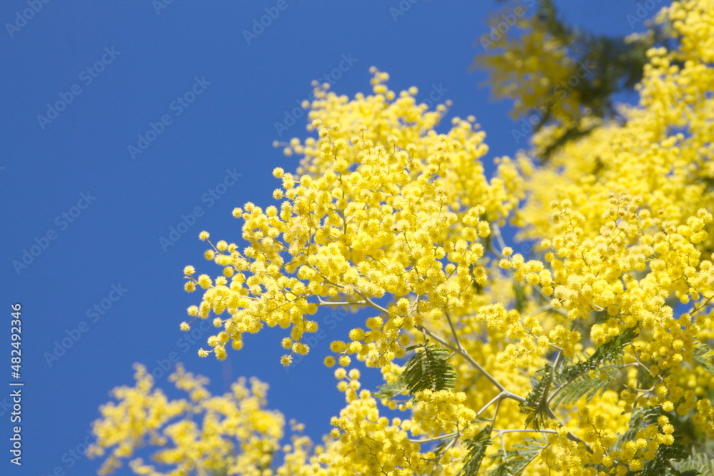 Acacia derwentii with yellow flowers on blue background, mimosa tree, Acacia dealbata Acacia derwentii with yellow flowers on blue background, mimosa tree, Acacia dealbata