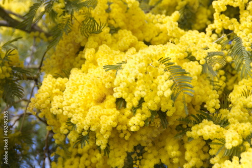 Acacia derwentii  with yellow flowers on blue background  mimosa tree  Acacia dealbata