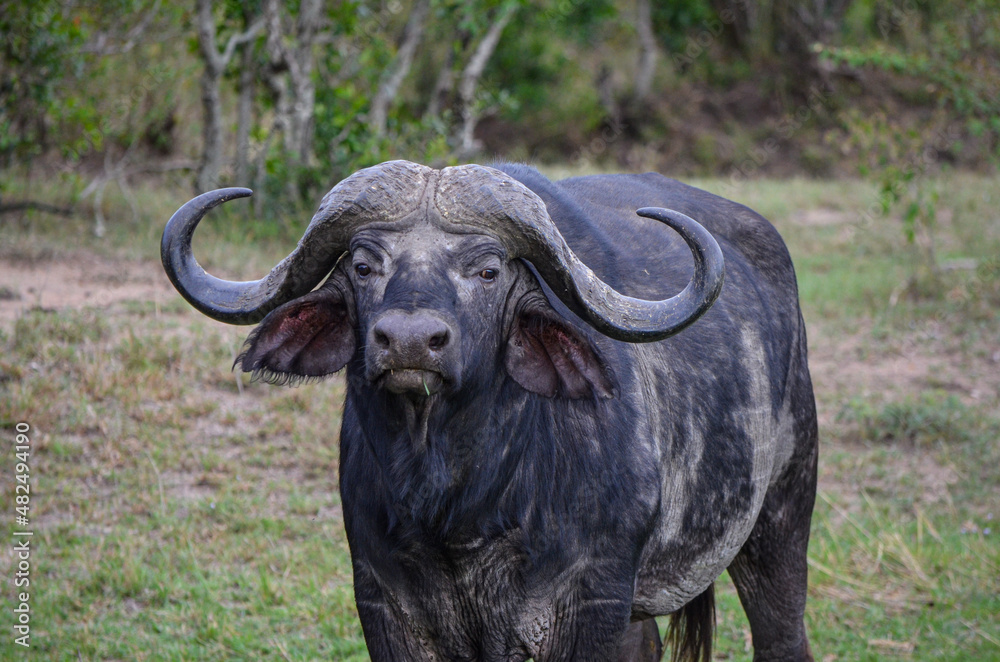 Obraz premium Black buffalo in the savannah, Kenya, Africa