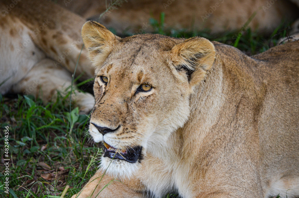 lioness after eat looking ahead, Masai Mara, Kenya, africa lioness after eat looking ahead, Masai Mara, Kenya, africa