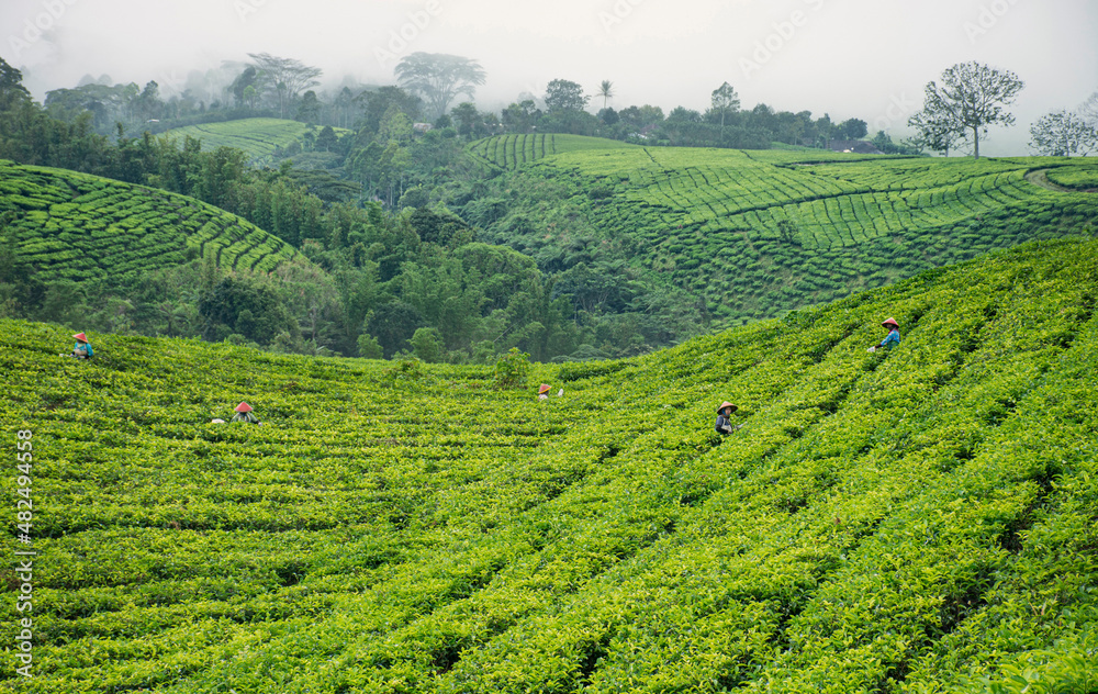 beautiful foggy day at the tea farm beautiful foggy day at the tea farm