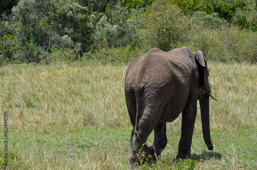 Walking elephant seen from behind, Masai Mara, Kenya, Africa