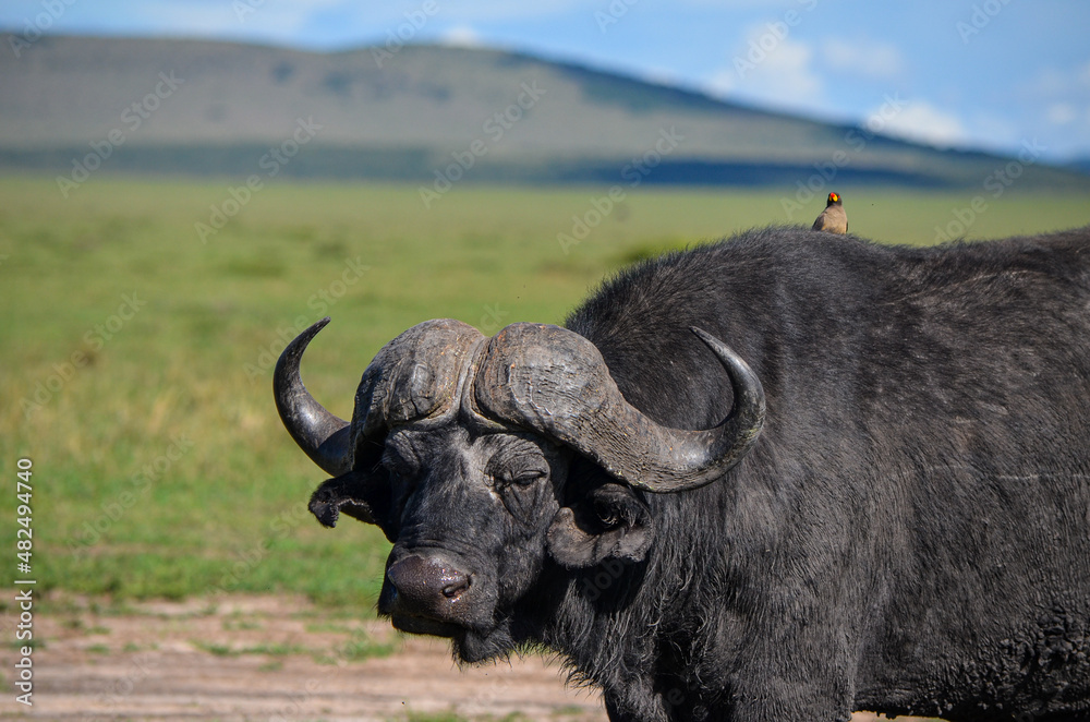 Naklejka premium Black buffalo with Yellowbilled oxpecker on the back in the savannah