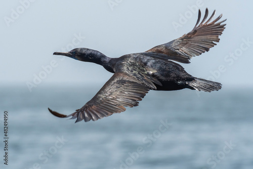 Brandt's cormorant (Phalacrocorax penicillatus) photo