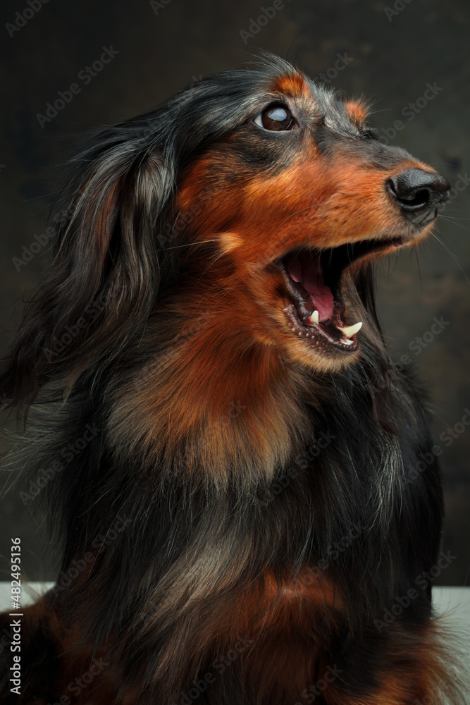 close-up portrait of a dachshund dog on a grey background 