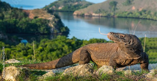 Komodo dragon. Scientific name  Varanus komodoensis. Biggest in the world living lizard in natural habitat.  Landscape of Island Rinca. Indonesia.