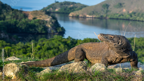 Komodo dragon. Scientific name: Varanus komodoensis. Biggest in the world living lizard in natural habitat. Landscape of Island Rinca. Indonesia.