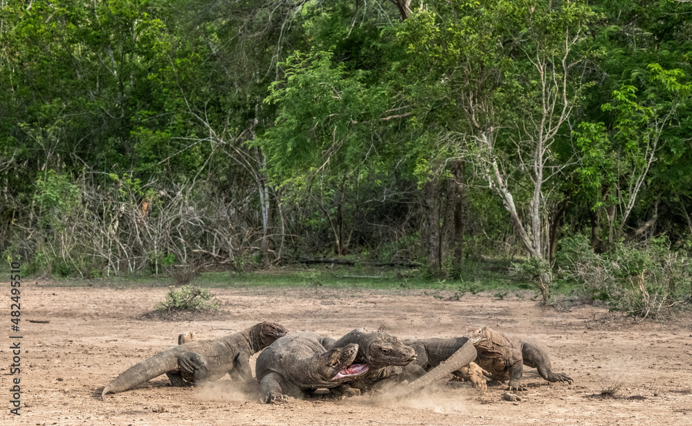 Fototapeta premium Fight of komodo dragons for prey. The Komodo dragon, scientific name: Varanus komodoensis. Indonesia.