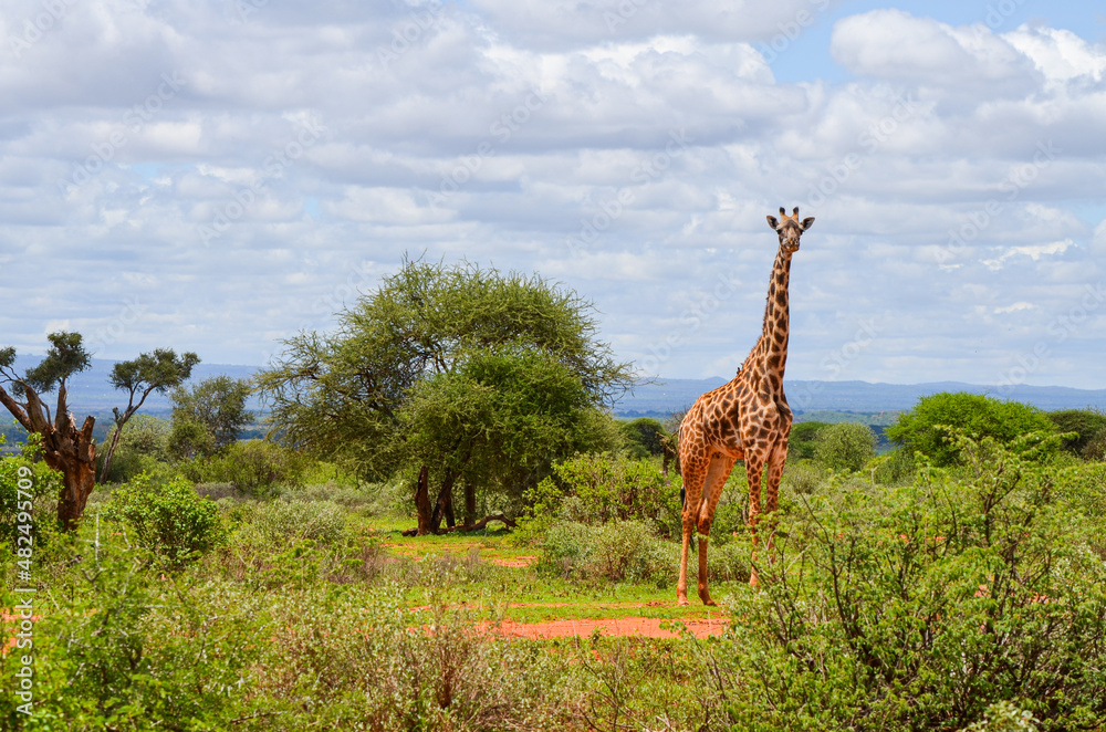 Fototapeta premium A red Giraffe among tree branches, Tsavo East, Kenya, Africa