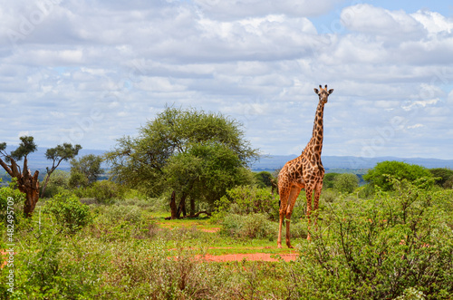 A red Giraffe among tree branches, Tsavo East, Kenya, Africa