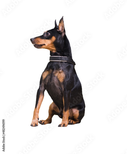 Sitting doberman pinscher dog on leash. Isolated over white background