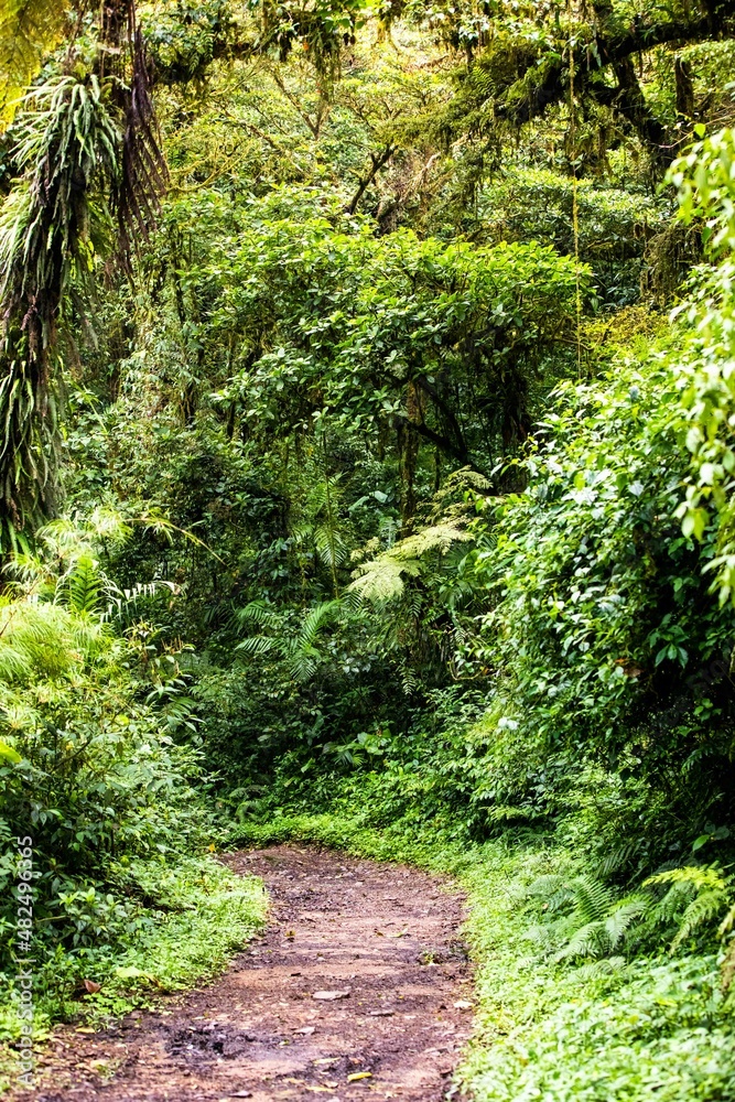 Green, lush rainforest in Monteverde, Costa Rica Green, lush rainforest in Monteverde, Costa Rica