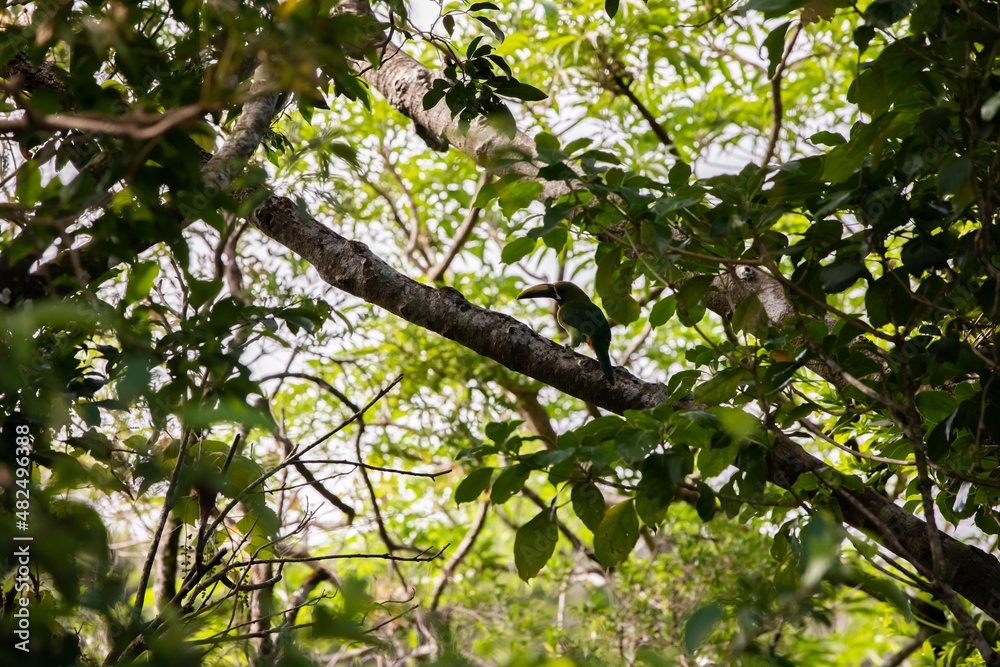 Close-up of Emerald toucanet in a tree in Monteverde, Costa Rica Close-up of Emerald toucanet in a tree in Monteverde, Costa Rica