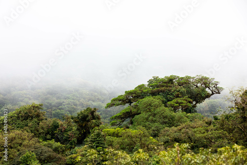 Misty landscape in Monteverde  CostaRica