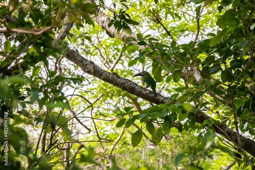 Close-up of Emerald toucanet in a tree in Monteverde, Costa Rica
