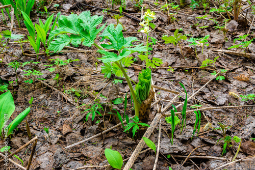 Young shoots of Hogweed in early spring - a plant that increases sensitivity to ultraviolet leading to skin burns photo