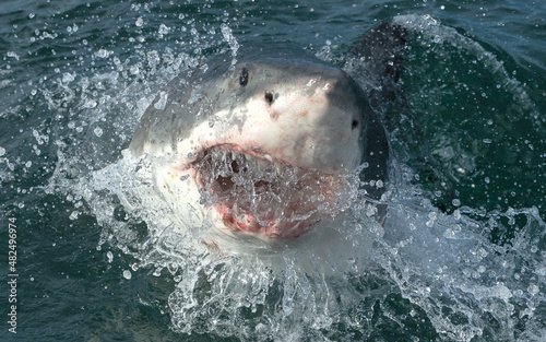 Great white shark with open mouth on the surface out of the water. Scientific name: Carcharodon carcharias.  South Africa,