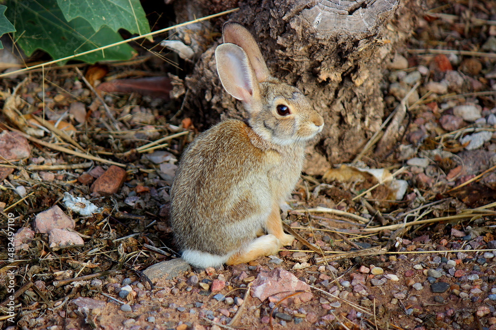 Fototapeta premium Cottontail rabbit on the ground in a garden