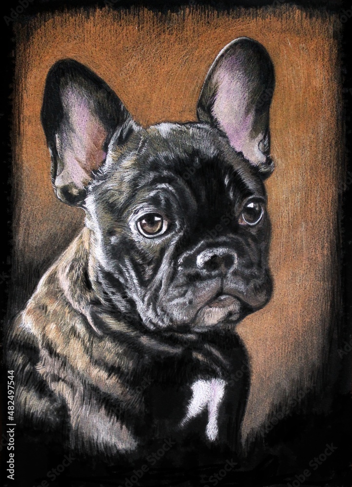 Portrait of a French bulldog dog on black card stock. The dog is brindle (brown) in color. The light is gently spreading on his head. Drawing with crayons. Orange background. 