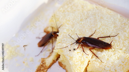 Cockroaches on sweets. Closeup of two cockroaches eating white chiffon cake Nasty diarrhea carriers on sweets with copy space. Selective focus