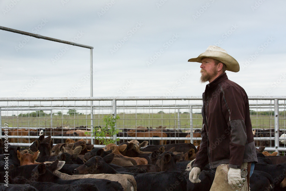 Western cattleman and rancher wearing cowboy hat in pens with calves during roundup on the beef cattle ranch Western cattleman and rancher wearing cowboy hat in pens with calves during roundup on the beef cattle ranch
