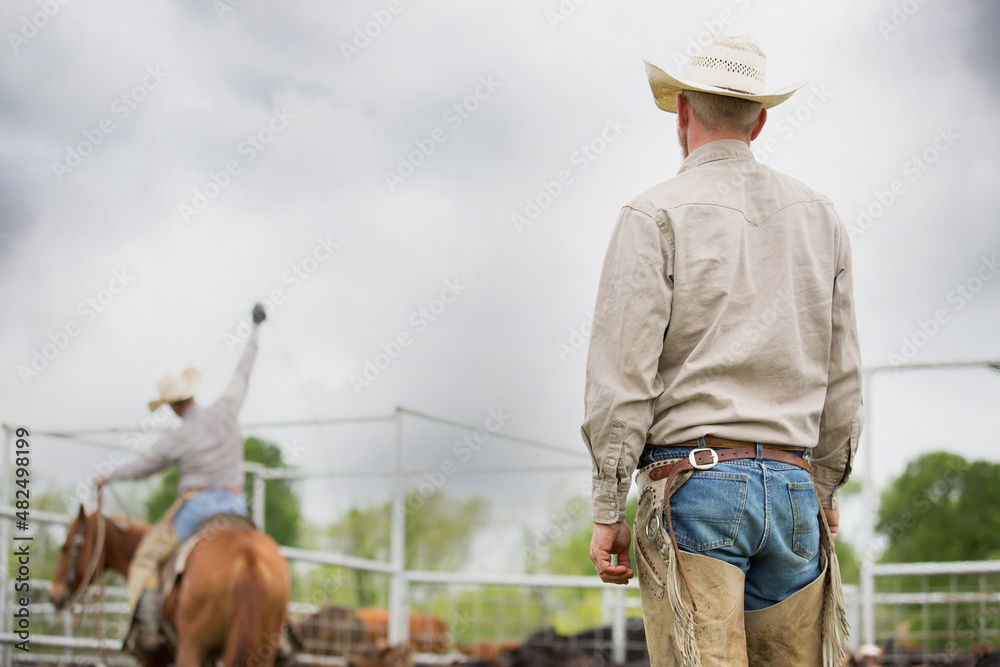 Cowboy watching rancher rope calves in the cowyard on the beef cattle ranch