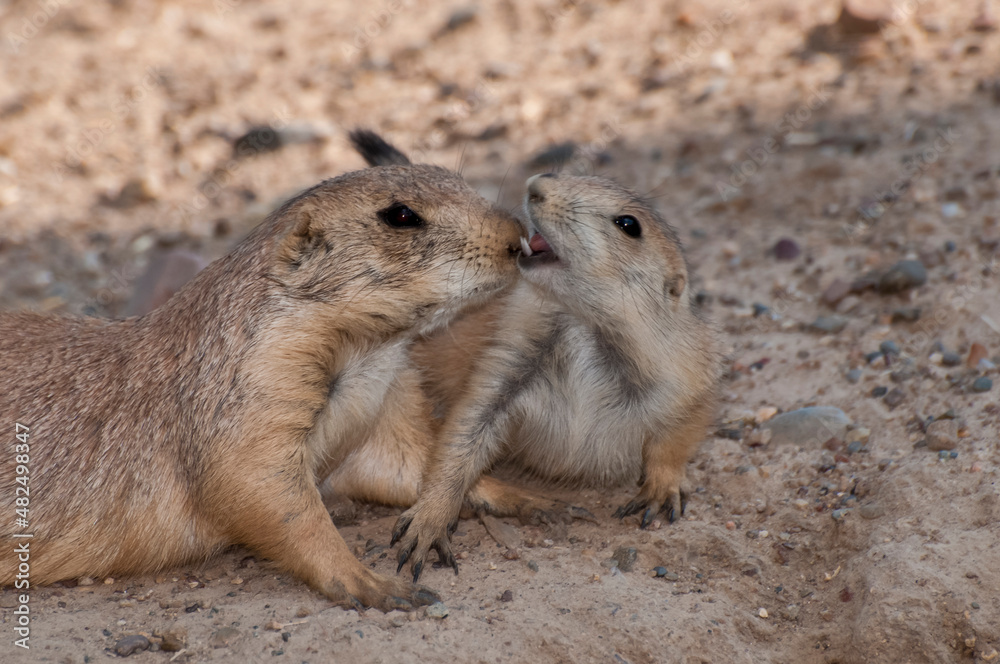 Black tailed Prairie Dogs playing Black tailed Prairie Dogs playing