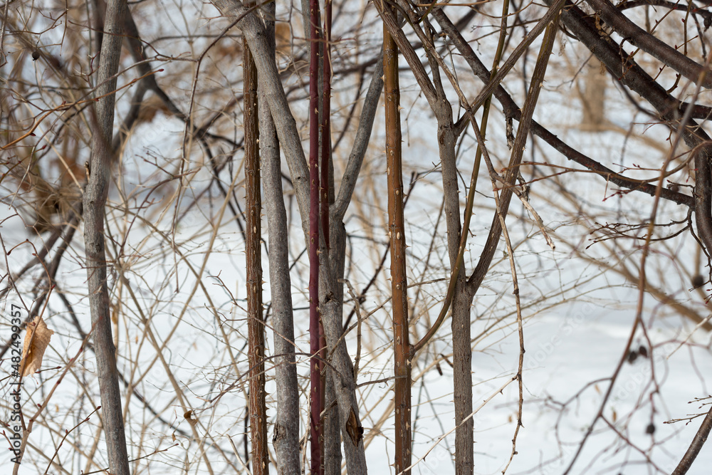 winter landscape with trees and vines and snowy background winter landscape with trees and vines and snowy background