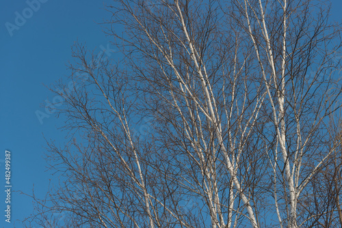 bare birch tree branches against blue sky  winter afternoon