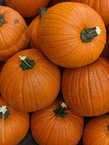 Pile of fall pumpkins ready for Halloween or Harvest festivals