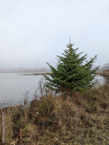 Lonely evergreen Christmas tree perched at edge of wild barren landscape - it's always Christmas somewhere
