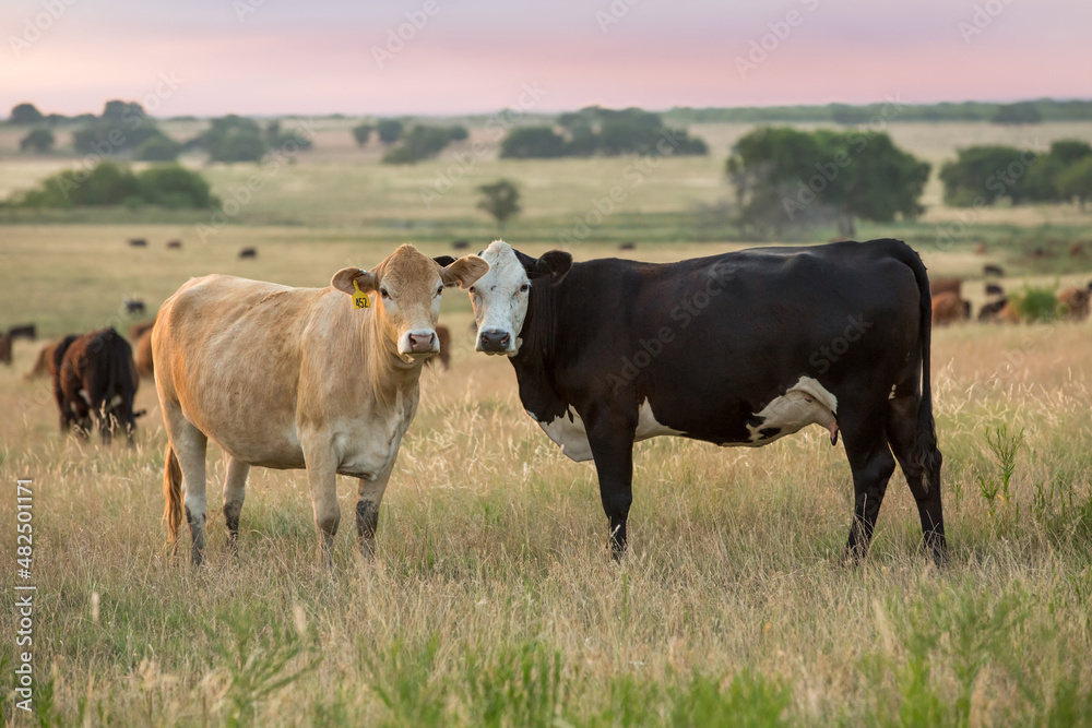 Livestock grazing in pasture at sunset on the beef cattle ranch Livestock grazing in pasture at sunset on the beef cattle ranch